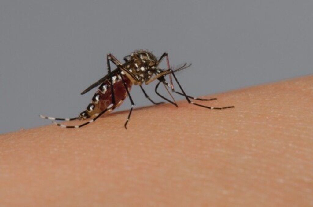 Mortes por dengue sobem para 253 no Estado; Santa Maria é a 5ª cidade com mais óbitos