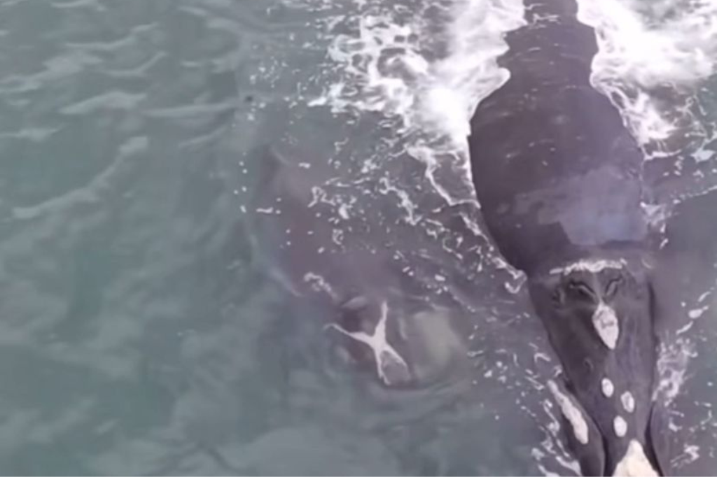 Baleia Franca: pesquisadores registram em Imbituba imagens do primeiro filhote de baleia da temporada