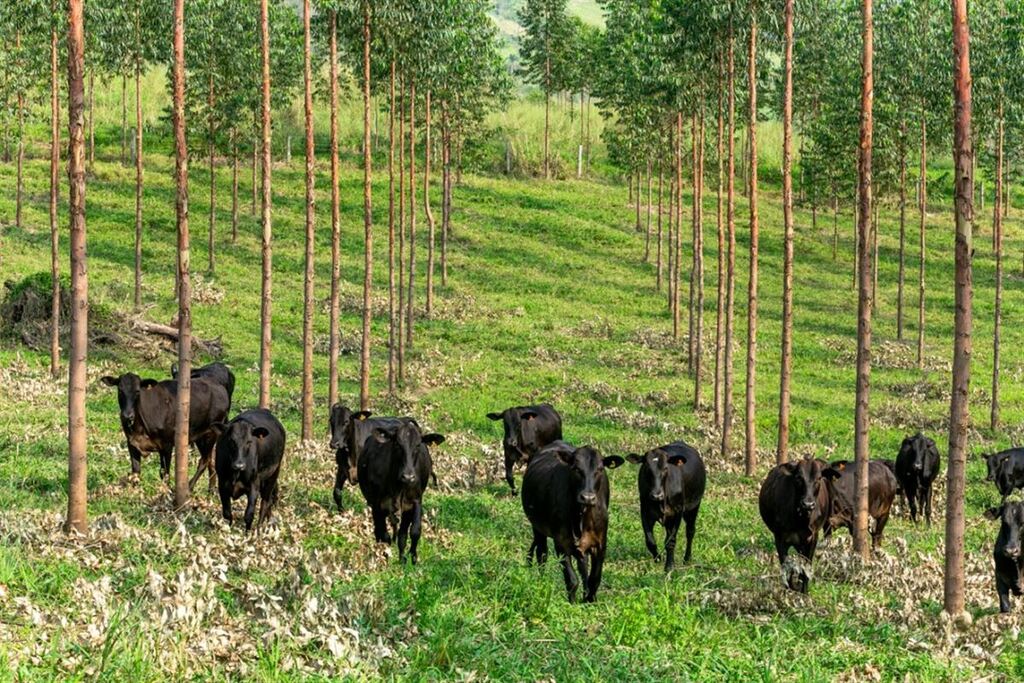 título imagem Produtor rural cai em golpe e perde R$ 22 mil em negociação de gado em Santa Maria