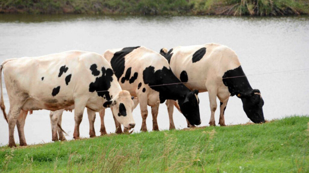 Enchentes e desconforto térmico no outono prejudicam produção leiteira no Estado