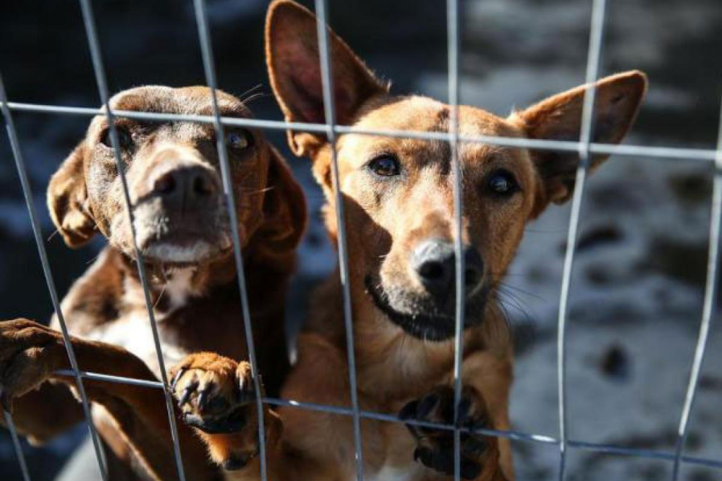 (Imagem reprodução) - PC cria portal para adoção de animais resgatados e vítimas de maus-tratos