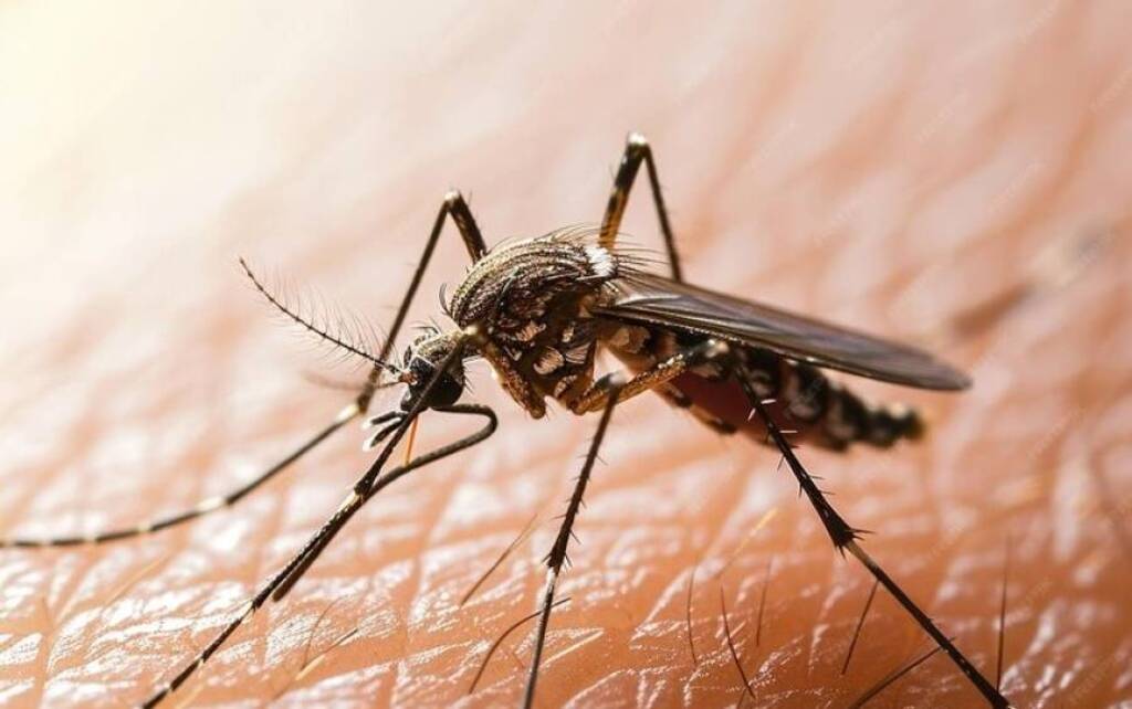 Dengue em SC: combater a doença no inverno é fundamental para evitar alta de casos nos meses mais quentes e chuvosos