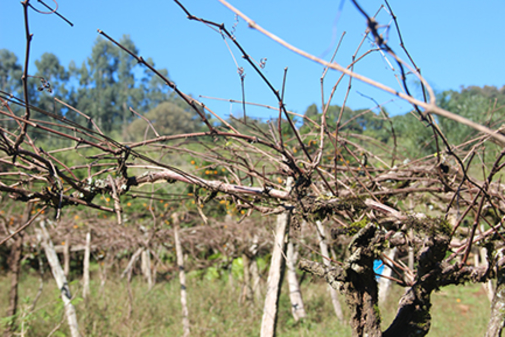 Cuidados com as plantas garante produtividade