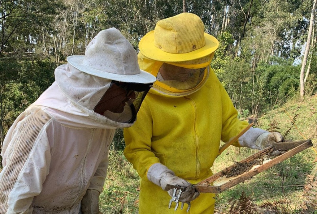 Programa Matas Sociais fortalece a apicultura em Santa Catarina