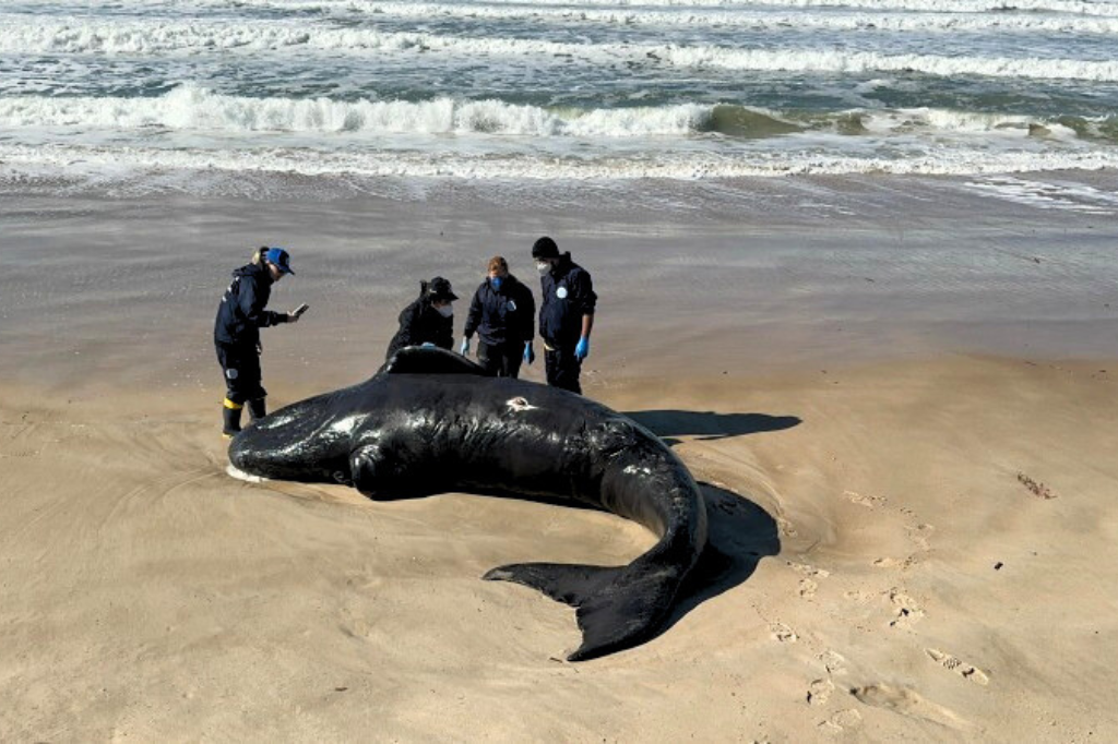 Não encontrou a mãe; filhote de baleia-franca é encontrado morto após desencalhe em Imbituba