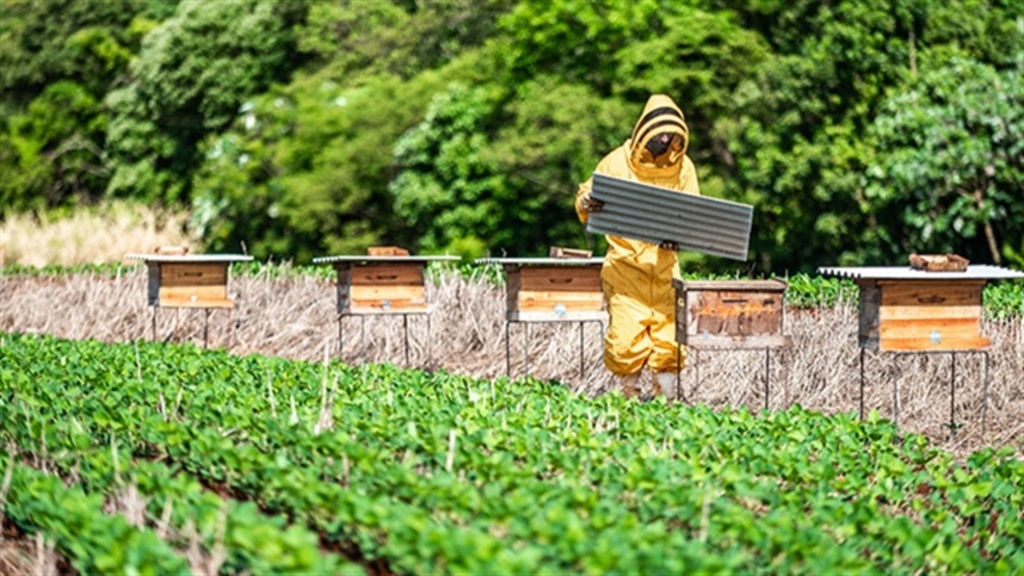 Soja e apicultura: estudo revela convivência harmoniosa