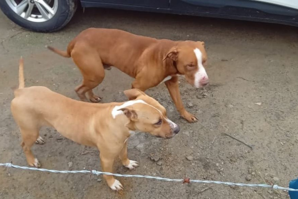 (Imagem divulgação) - Pit bull invade pátio e mata 21 galinha além de deixar cão gravemente ferido no Portinho