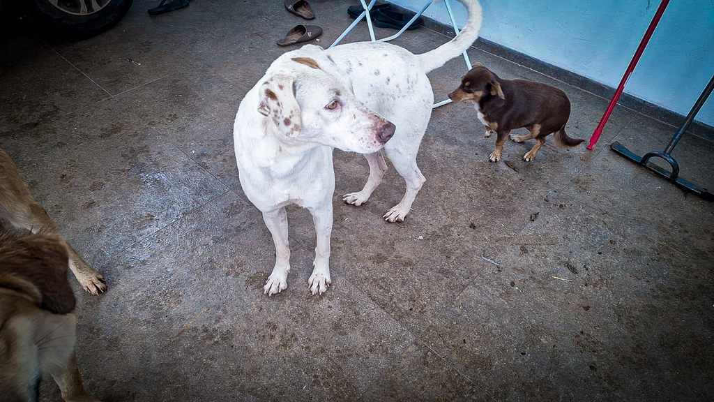 Cão furtado volta para casa