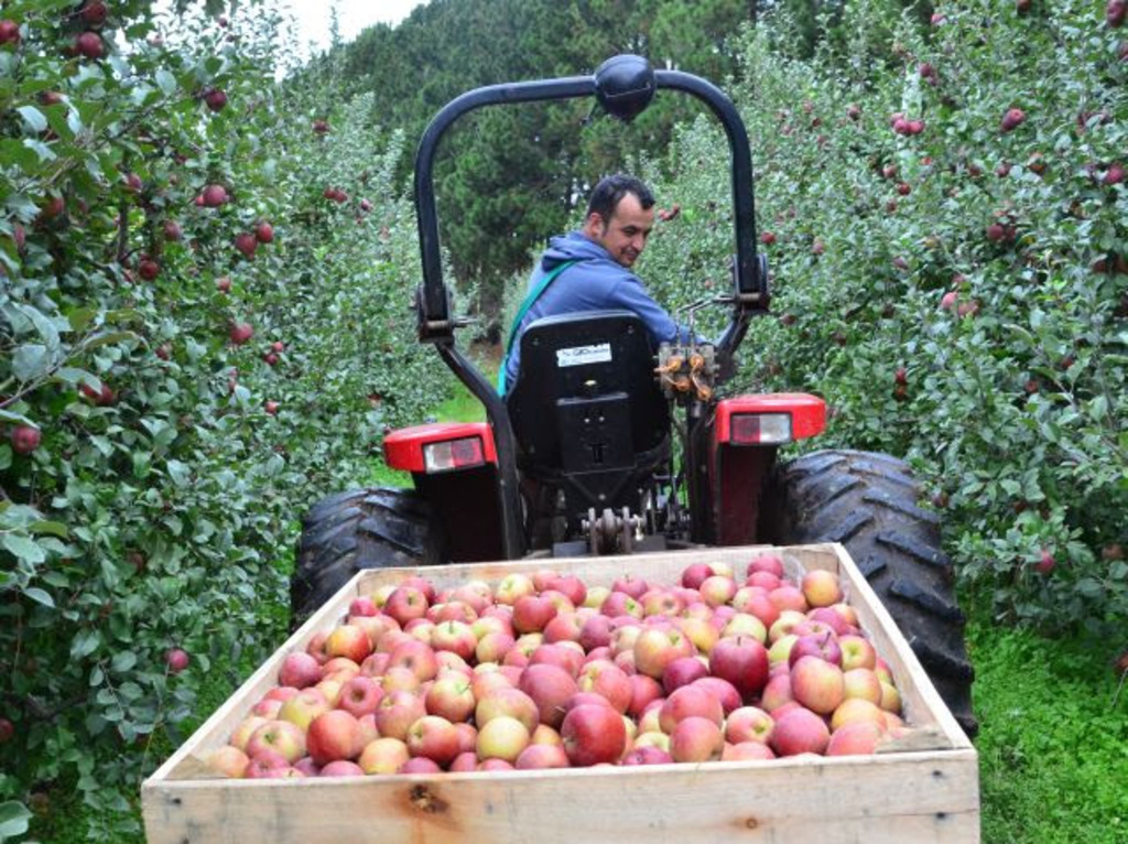 Safra catarinense de maçã encerra com produção quase 24% menor em 2024