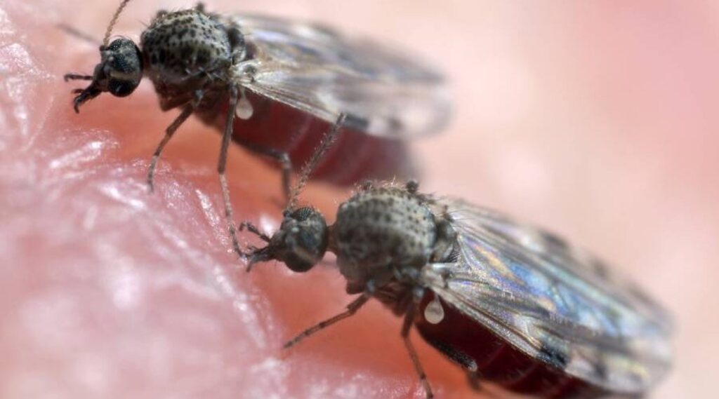 Saúde e Agricultura monitoram presença do mosquito-pólvora no RS