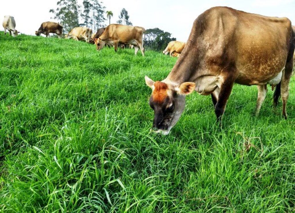 Cresce a pressão para o desenvolvimento do conceito de 'Saúde Única'