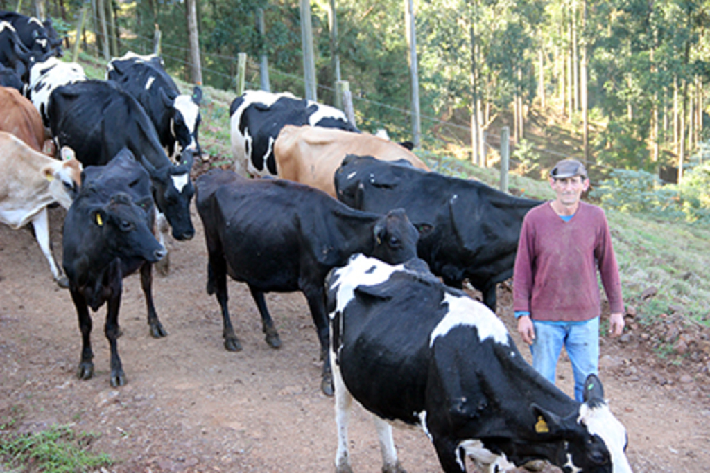  - Moacyr Tedesco tem um plantel de 63 vacas em lactação