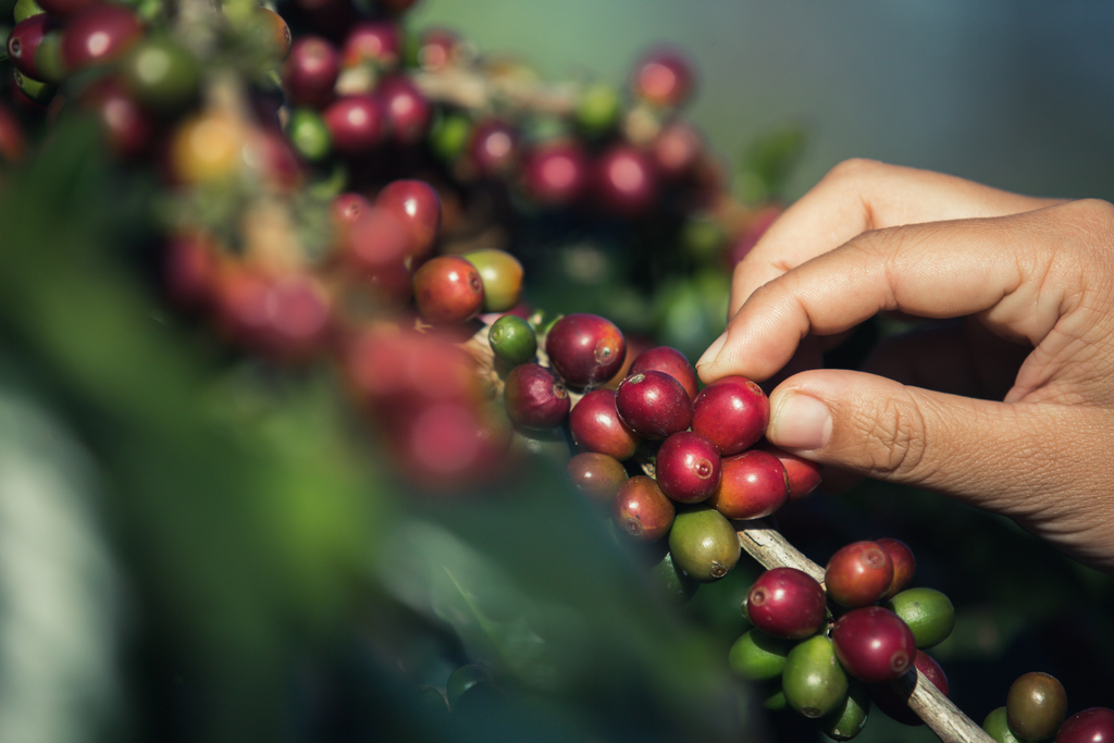 Na reta final da colheita do café, produtores focam na  qualidade do grão