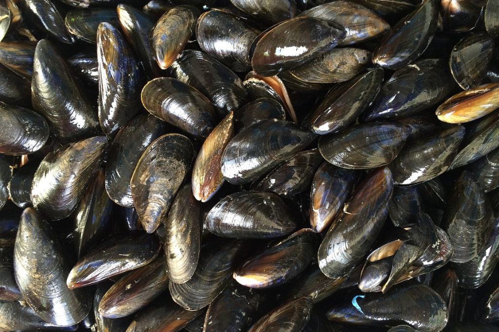 Alerta de toxina; retirada, comercialização e consumo de moluscos bivalves são suspensos em toda a costa catarinense