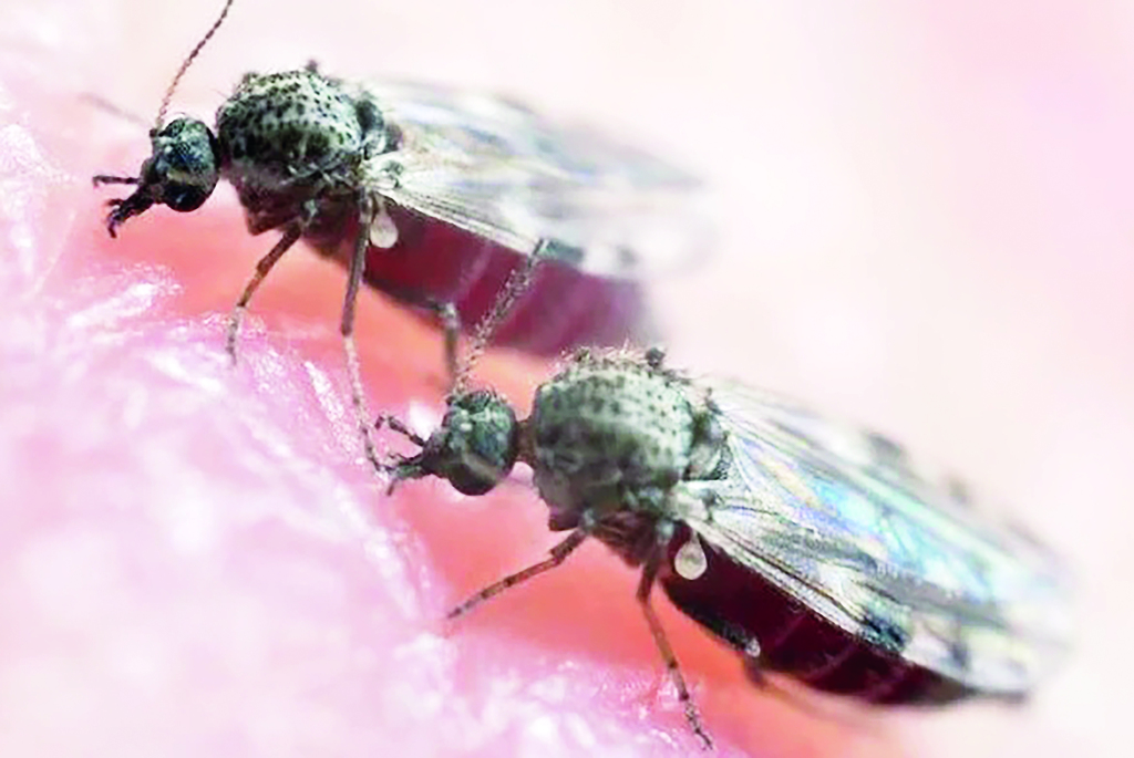 Divulgação/A Gazeta - O inseto tem cerca de 3mm.