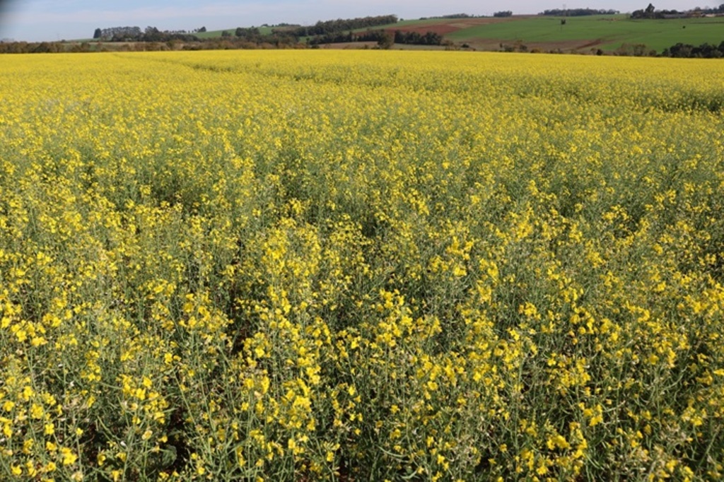 Canola apresenta desenvolvimento satisfatório no RS