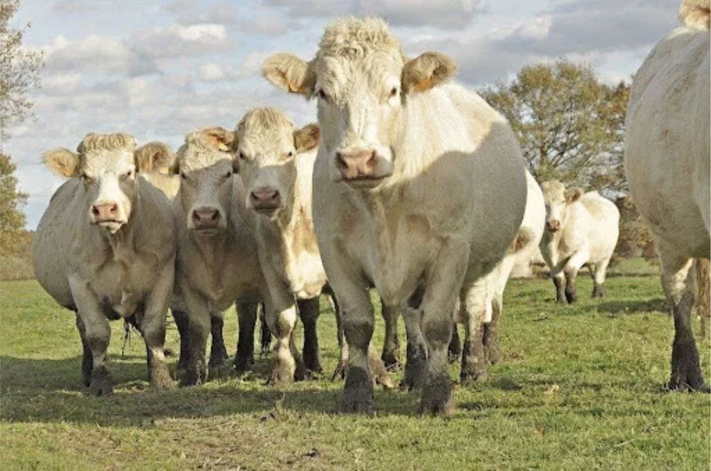 Charolês entra em pista na 1ª Fenagen e elege melhores exemplares da raça na Feira