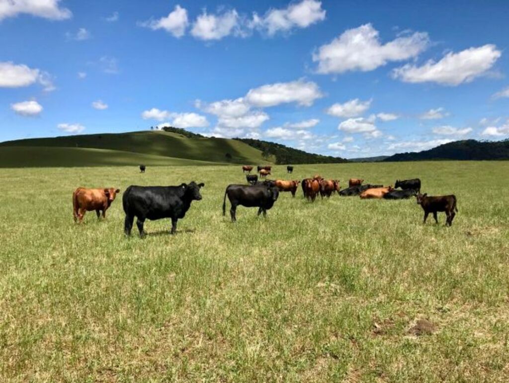 Redução do preço da carne desestimula produção