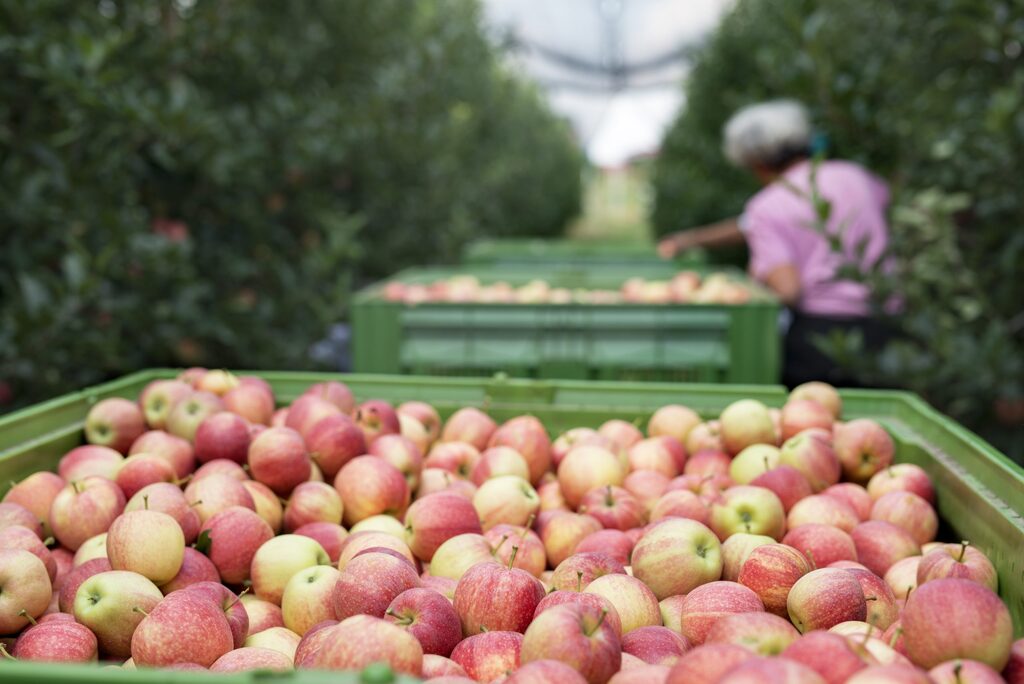 Queda na produção de maçãs afetará todos os setores