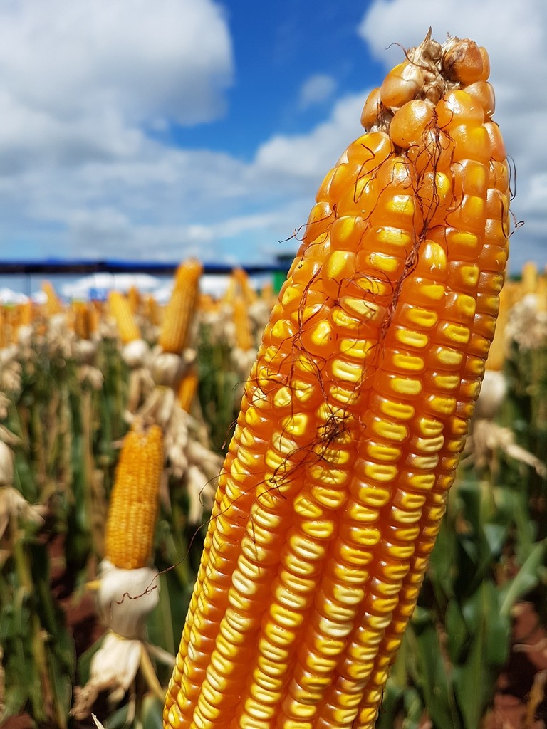 Colheita do milho segunda safra bem planejada pode evitar perdas de até 6%