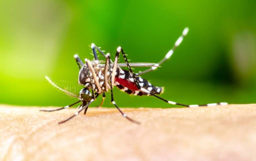 SECRETARIA DE SAÚDE FAZ ALERTA SOBRE O NÚMERO DE CASOS DE DENGUE EM SC