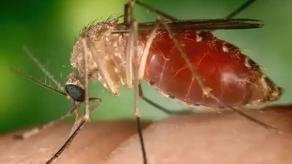 Febre Oropouche pode virar epidemia em SC?