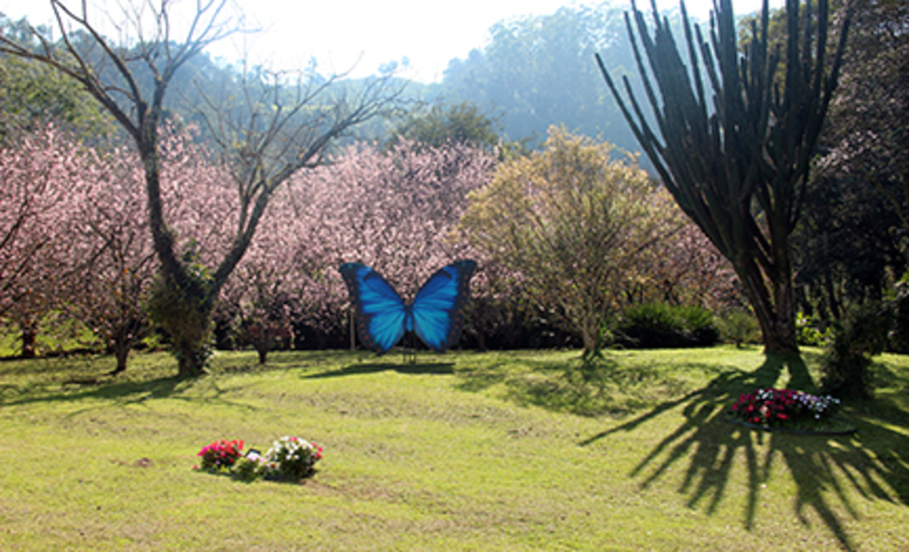  - Cerejeiras dão flores somente uma vez por ano e duram pouco tempo