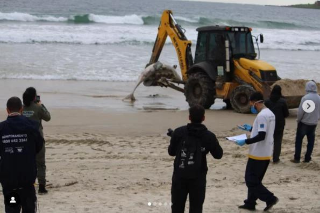 (Imagem reprodução/RSC) - Golfinho da espécie falsa-orca é encontrado morto em praia de Garopaba