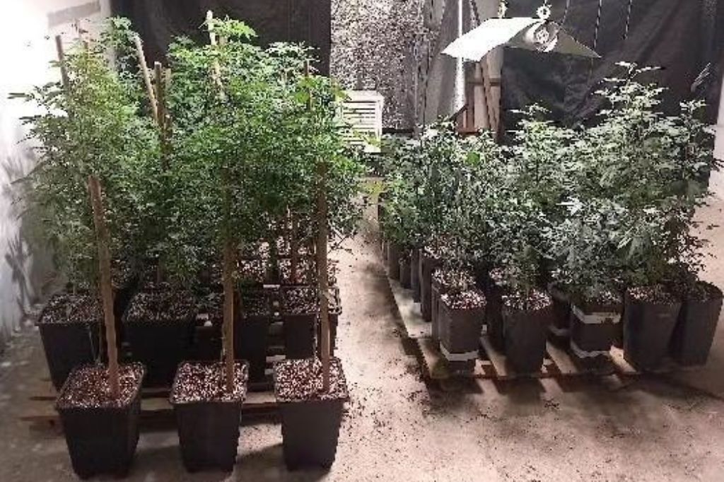 Homem é preso em Imbituba por cultivar mais de 200 pés de maconha