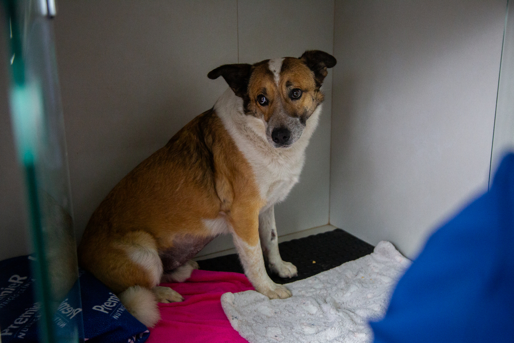 título imagem Após ser atropelado no Centro, famoso cão Jeff deve receber alta nesta segunda-feira em Santa Maria