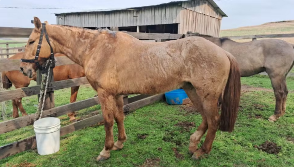 Foto: Sandro Leites - Animais participavam de cavalgada para levar a Chama Crioula de Alegrete para o Chuí, no sul do Estado. Nesta quarta-feira, na parada em Rosário, ingeriram a vegetação. Cinco morreram e sete estão em observação