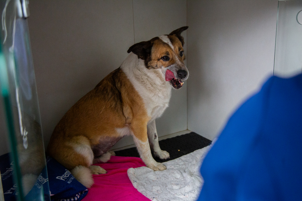 VÍDEO: após atropelamento, cão Jeff recebe alta, mas segue no hospital; entenda o motivo