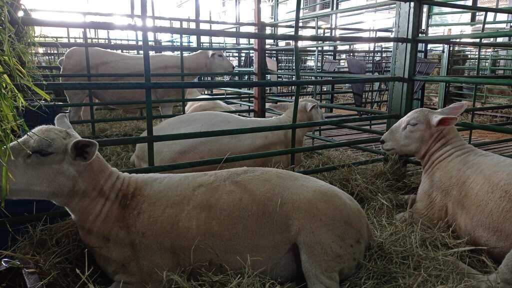 título imagem De ovelhas a cavalos, 15 municípios da região irão expor mais de 230 animais na Expointer 2024, que começa neste sábado