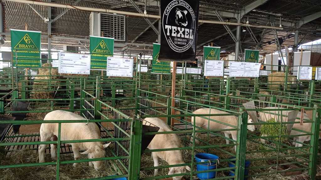 Foto: Divulgação - Raças texel e Ile de france