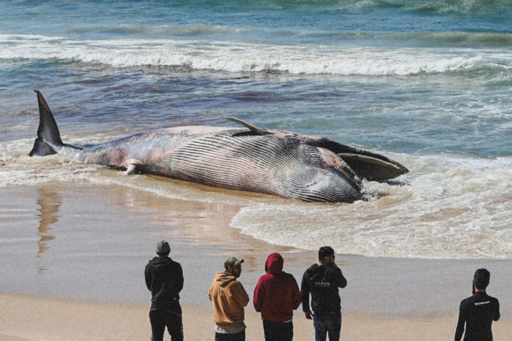 Baleia da espécie bryde é encontrada morta na Praia do Rosa em Imbituba