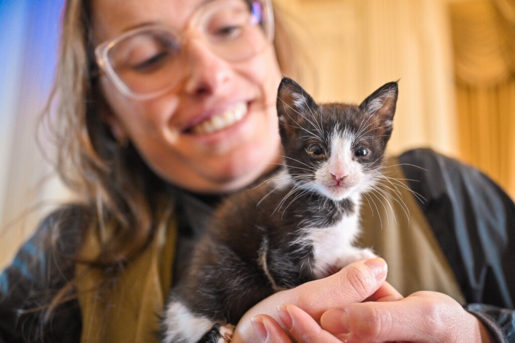 título imagem Novo programa de apoio a cães e gatos é anunciado pelo governo estadual