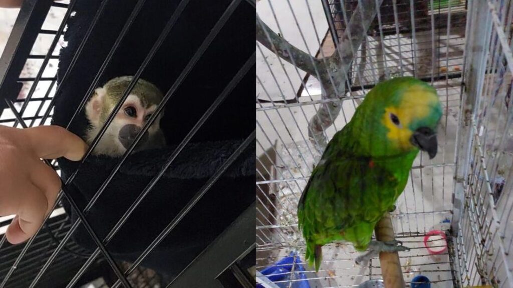 Animais encontrados durante operação (Foto: Gaeco, Divulgação) - 