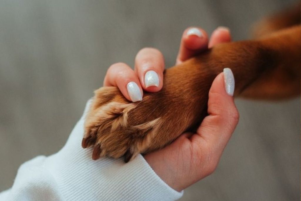 Em Imbituba, mulher desmaia após alucinar estar conversando com sua cachorra que havia falecido