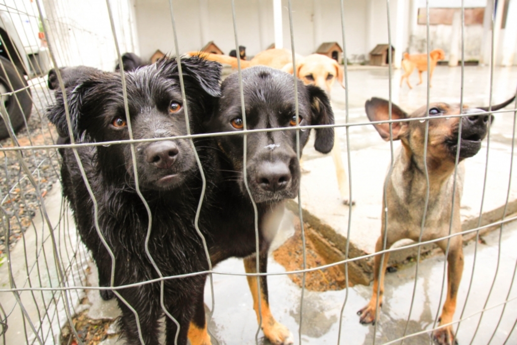 Santa Catarina terá cadastro de cuidadores de animais abandonados