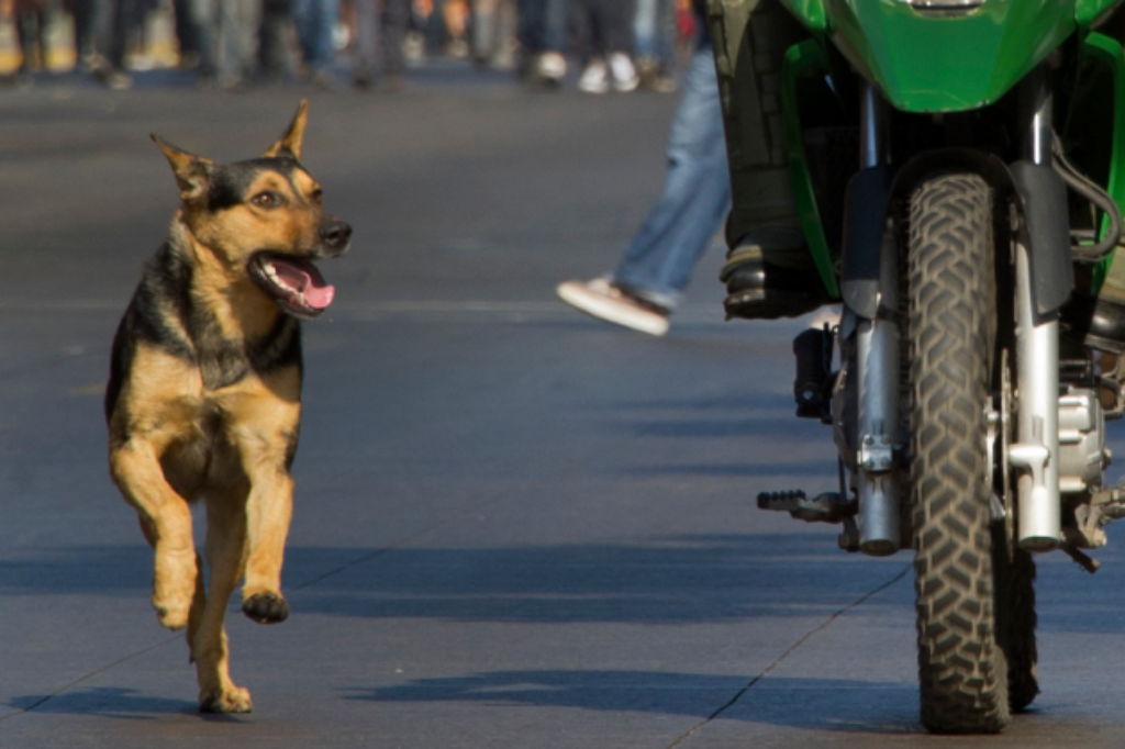 Imagem reprodução - Jovem sofre queda de moto após ataque de cachorro