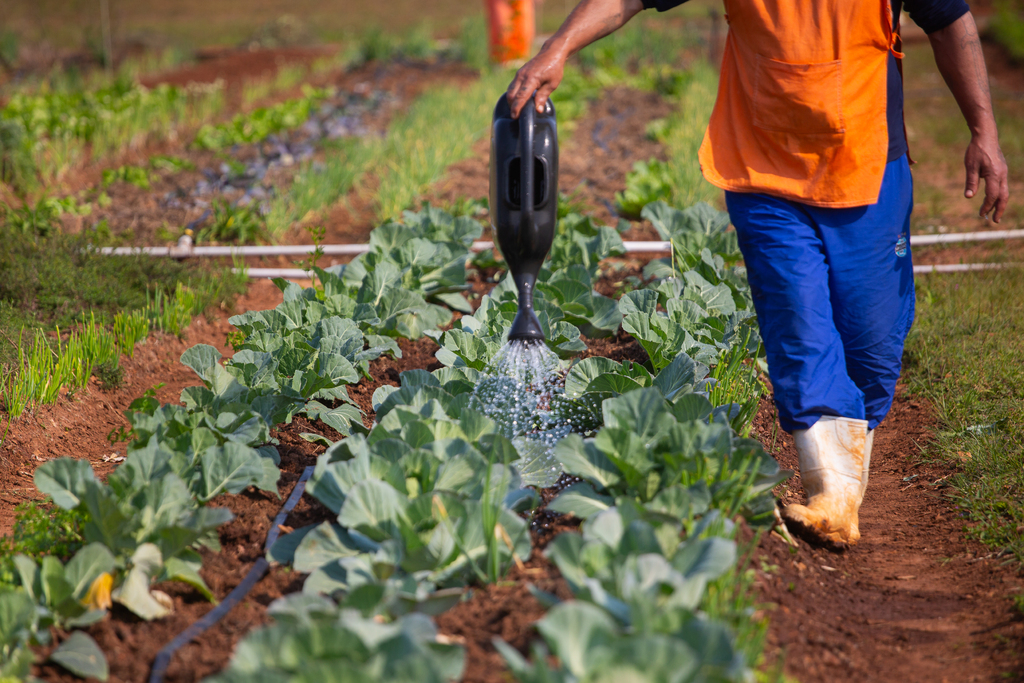  - Após a colheita, os alimentos são direcionados a instituições beneficiadas