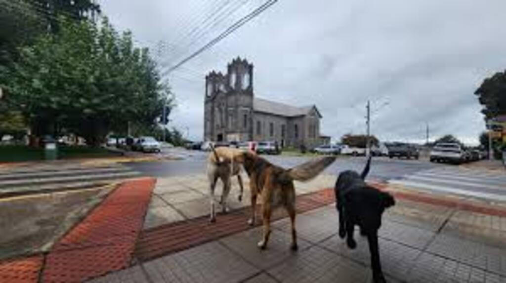 Medidas serão adotadas para controlar população de cães e gatos em São Joaquim e melhorar condições do canil municipal