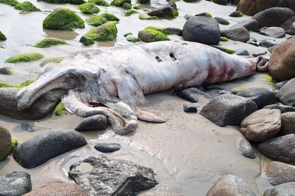 Imagem divulgação - Filhote de baleia franca é encontrado morto na Praia do Rosa