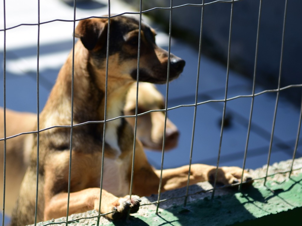 Em São Francisco do Sul Bem-Estar animal realiza mutirão de castrações