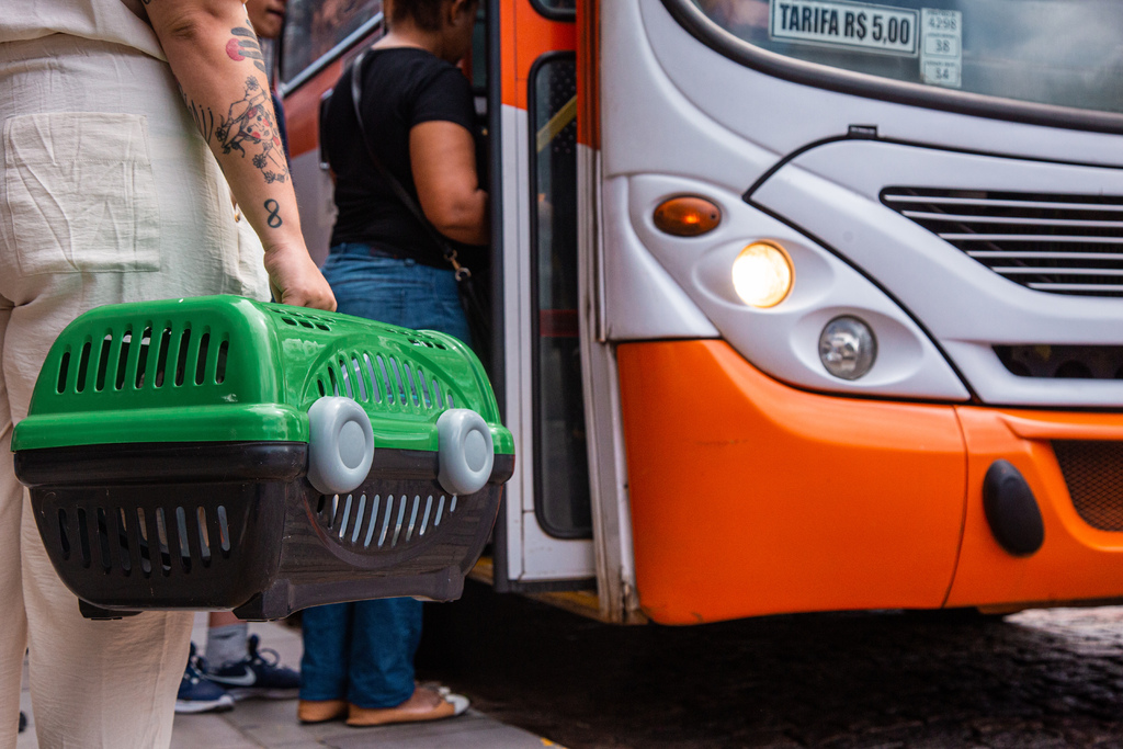 título imagem Pets poderão andar nos ônibus de Santa Maria; veja o que falta para a lei entrar em vigor