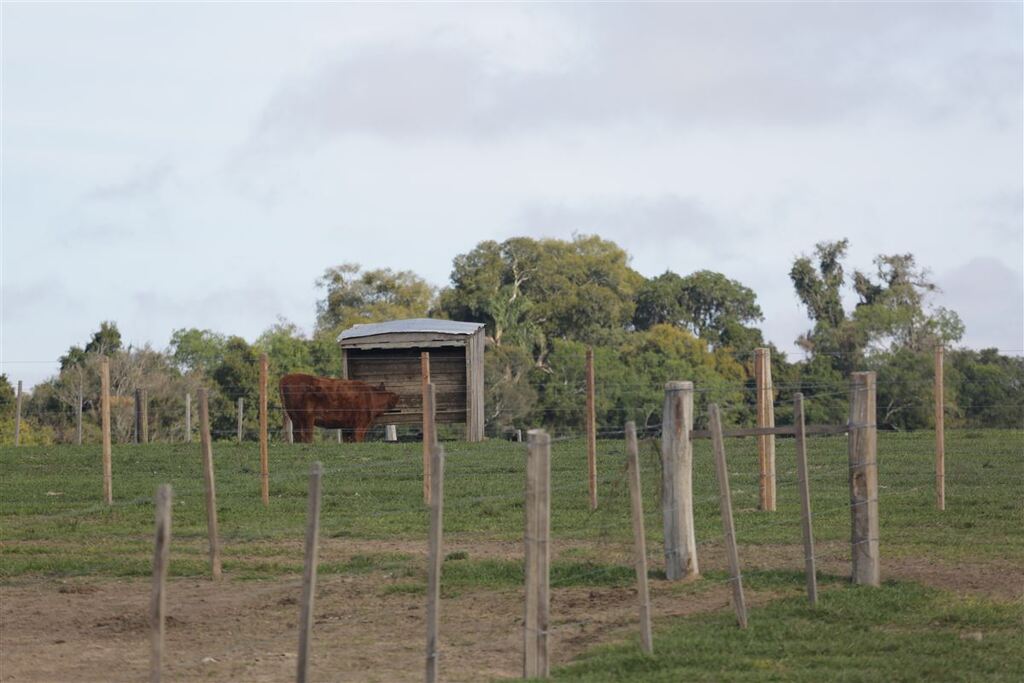 título imagem Criadores de Santa Maria e da região perderam mais de 2 mil ovinos e bovinos com enchentes