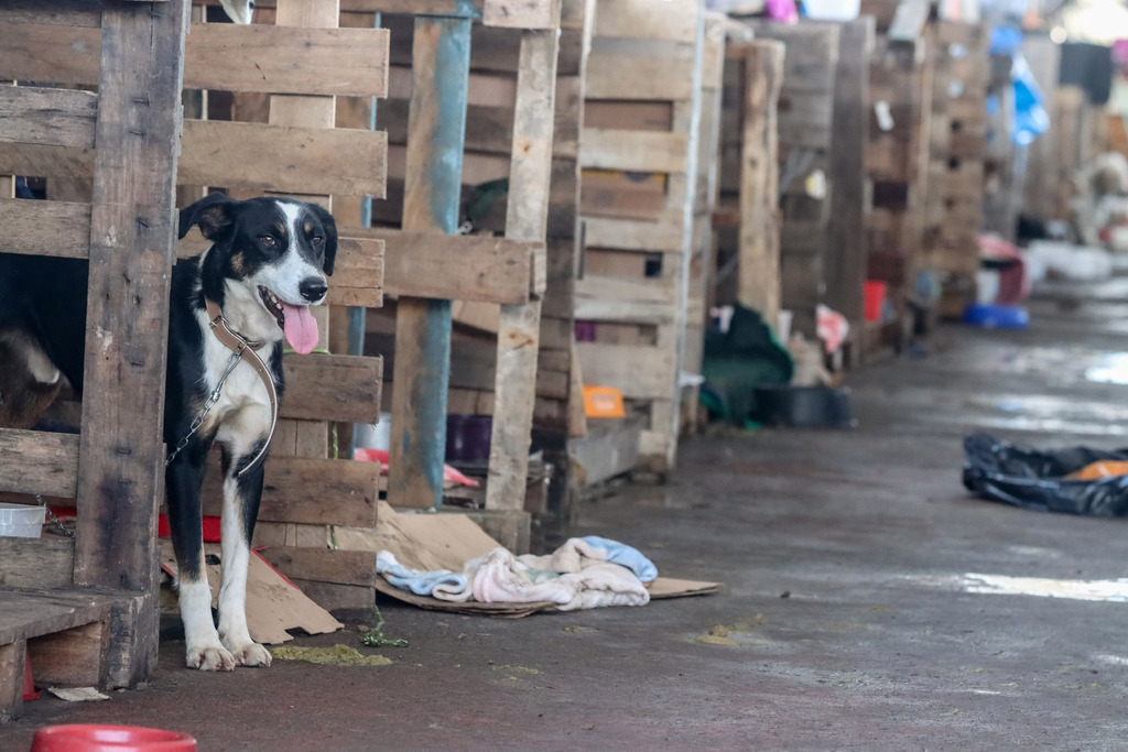 Vereadora propõe criação de Patrulha de Proteção Animal