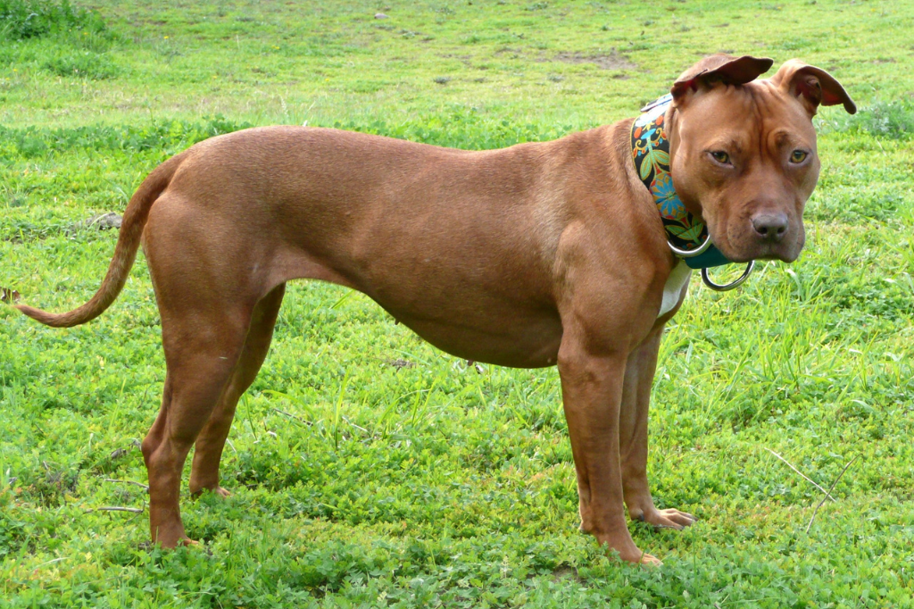 Imagem reprodução/ilustrativa - Em Garopaba, pit bull invade residência e dono é denunciado por omissão de cautela