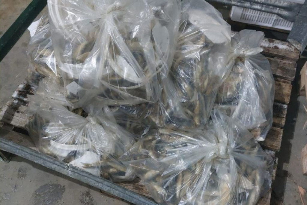 35 toneladas de pescado impróprio para consumo são apreendidas durante fiscalização em Laguna