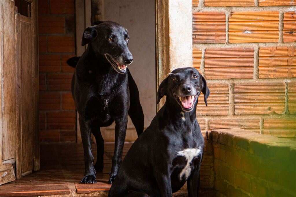 Foto: Nathália Schneider (Diário/Arquivo) - Serviço é gratuito para cães de, no máximo, 30 quilos, de tutores que estejam inscritos no CadÚnico.